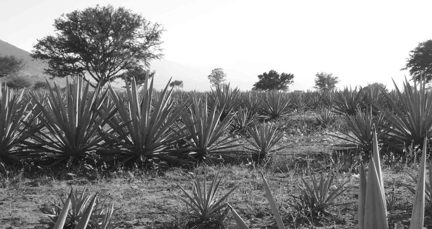 campi di agave Mezcal